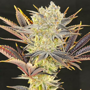 Citradelic Sunset feminized cannabis seeds by Ethos Genetics, Ghost Train Haze x Mandarin Sunset, 5-pack