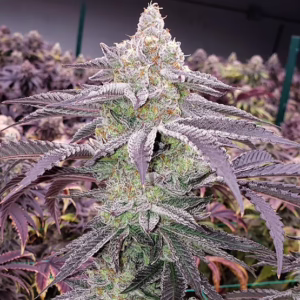 Colin OG RBX feminized cannabis seeds by Ethos Genetics, Grateful Dawg (Dead Head OG cut from Irie Genetics) x (Grateful Dawg x The White), 5-pack