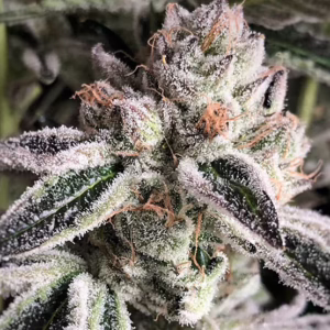 Crescendo RBX1 feminized cannabis seeds by Ethos Genetics, (Chem D x I95 x Mandarin Cookies) x (Headband x I95), 5-pack