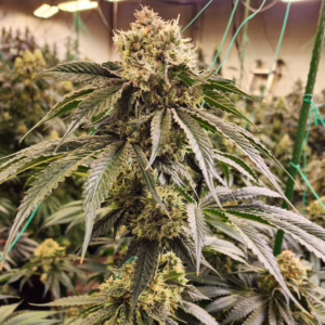Dirty Banana Gen 1 Fast feminized cannabis seeds by Ethos Genetics, Wrank #5 x Banana Daddy Auto IBL, 5-pack