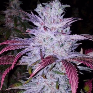 Early Lemon Berry RBX feminized cannabis seeds by Ethos Genetics, Las Vegas Lemon Skunk x Member Berry RBx (Pink Grapefruit Pheno), 5-pack