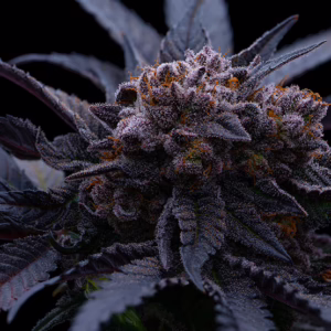 End Game RBX The Punch Line feminized cannabis seeds by Ethos Genetics, Cherry Punch x (Cherry Punch x Ethos Cookies #16) x Ethos Cookies #4, 5-pack