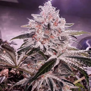Ethos Apex R1 feminized cannabis seeds by Ethos Genetics, Lilac Diesel #10 x Mandarin Cookies, 5-pack