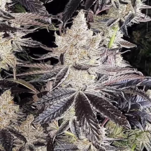 Ethos Cookies R2 feminized cannabis seeds by Ethos Genetics, Ethos Cookies #1 x Ethos Cookies #16, 5-pack