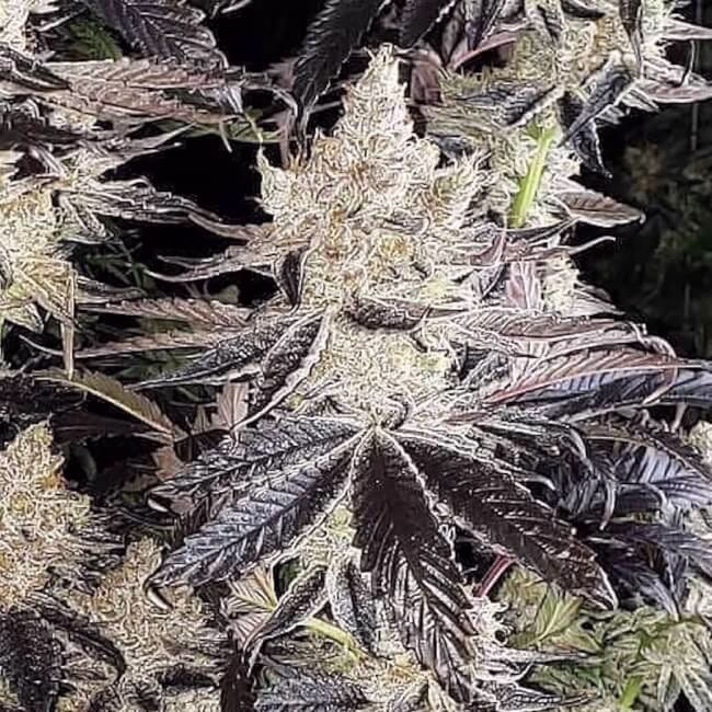 Ethos Cookies R2 feminized cannabis seeds by Ethos Genetics, Ethos Cookies #1 x Ethos Cookies #16, 5-pack
