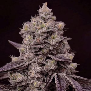Fanta Sea RBX feminized cannabis seeds by Ethos Genetics, ((Wedding Cake x Triangle Kush) x Mandarin Cookies) x Grandpa's Cookies #6, 5-pack