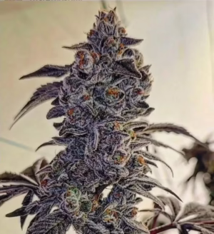Fuego'z R1 feminized cannabis seeds by Ethos Genetics, Funky Fuego #7 x Original Z Cut, 5-pack
