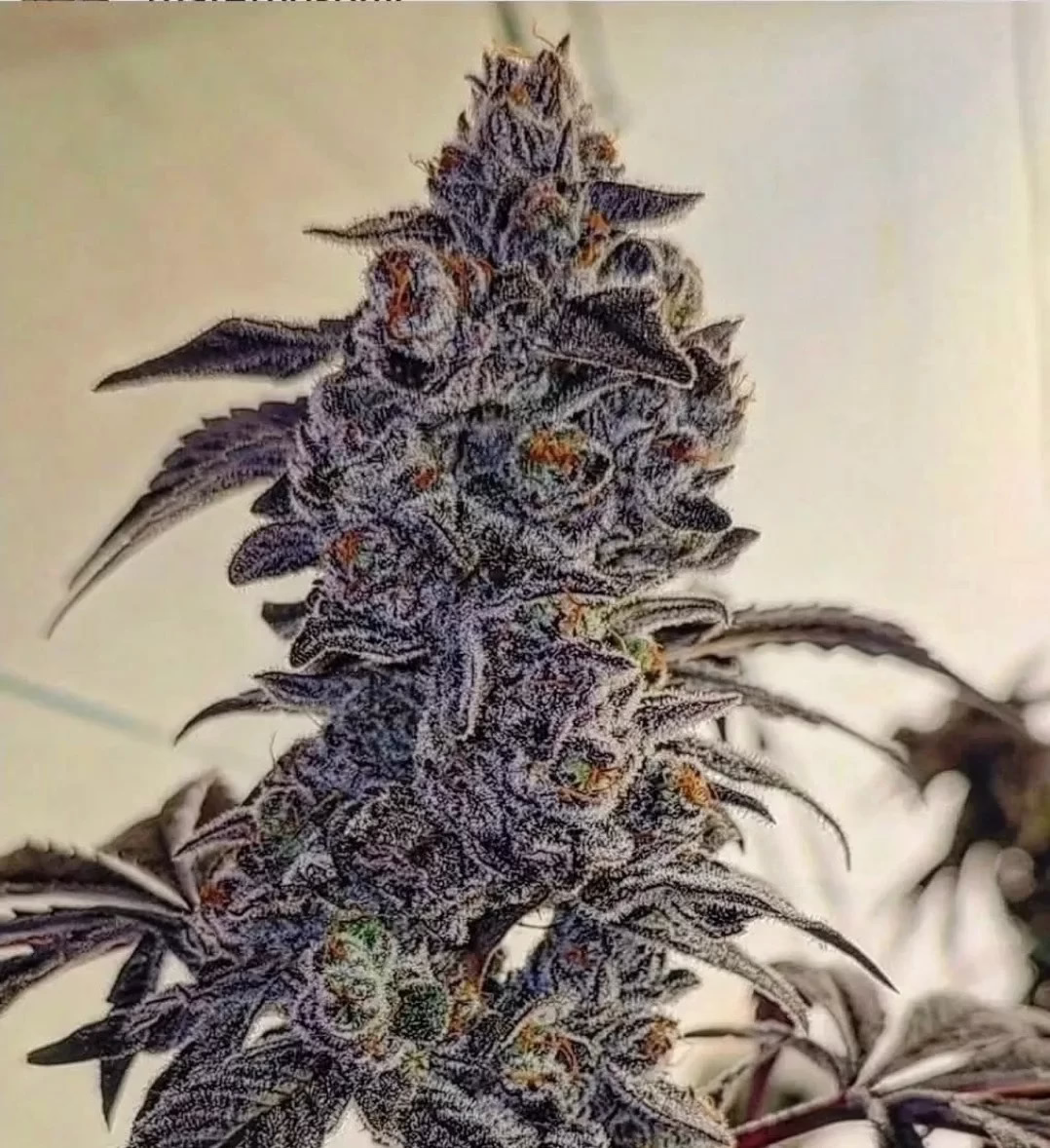 Fuego'z R1 feminized cannabis seeds by Ethos Genetics, Funky Fuego #7 x Original Z Cut, 5-pack