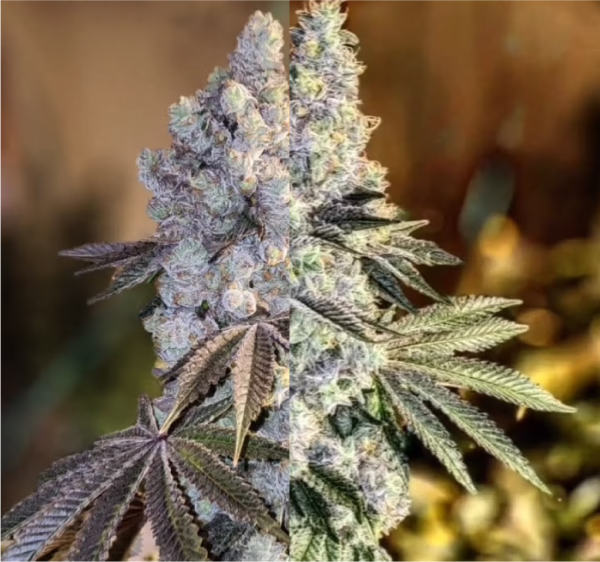 Gen 1 Duet Mix Pack Fast feminized cannabis seeds by Ethos Genetics, 10-pack