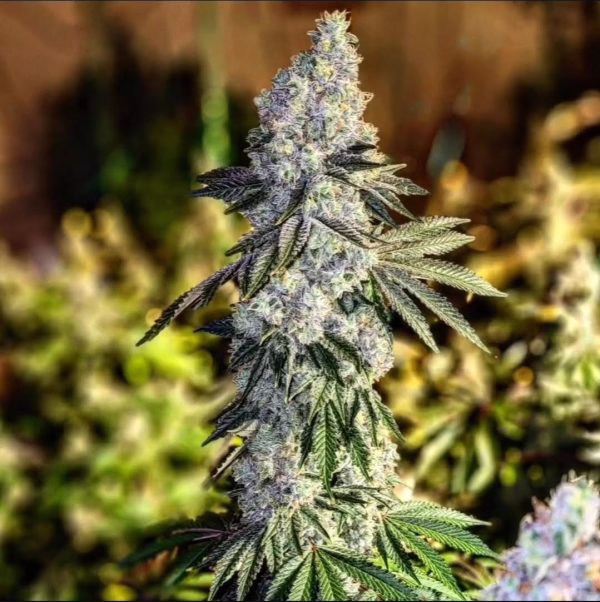 Gen 1 Duet Mix Pack Fast flowering plant, Gen 1 Duet Mix Pack Fast by Ethos Genetics