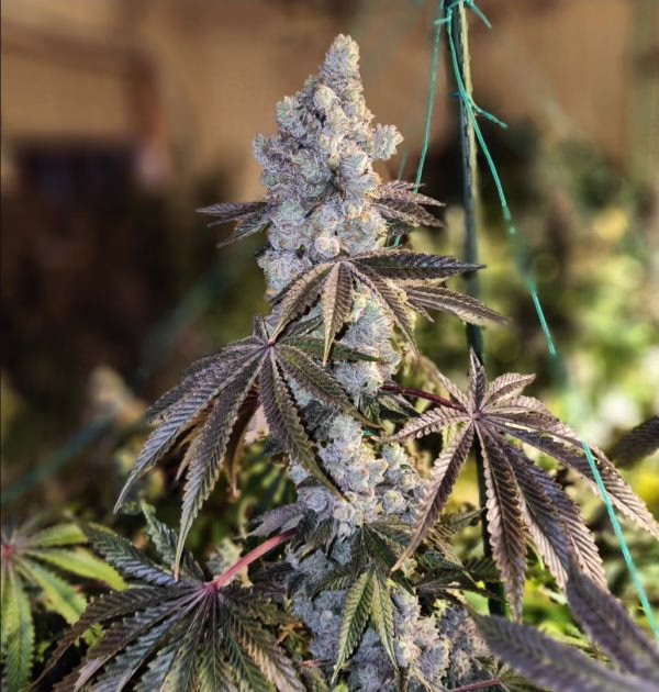 Gen 1 Duet Mix Pack Fast flowering plant, Gen 1 Duet Mix Pack Fast by Ethos Genetics