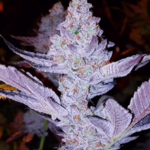GMO Zkittlez F1 regular cannabis seeds by Ethos Genetics, GMO Cookies x (Zkittlez x OZ Kush), 8-pack