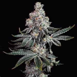 Grandpa's Cookies R2 V1 feminized cannabis seeds by Ethos Genetics, Grandpa’s Cookies #11 x Grandpa’s Cookies #6, 5-pack