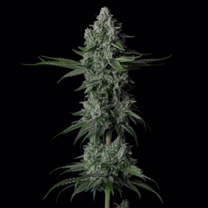 Grandpa's Stash R2 feminized cannabis seeds by Ethos Genetics, Super Skunk x Afghan Kush x OG Kush, 5-pack