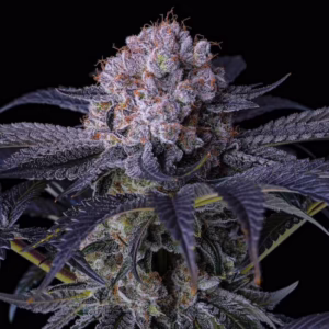 Grape Balls of Fire RBX feminized cannabis seeds by Ethos Genetics, Grape Diamonds x Grape Cake x Grape Stomper, 5-pack