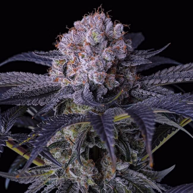 Grape Balls of Fire RBX feminized cannabis seeds by Ethos Genetics, Grape Diamonds x Grape Cake x Grape Stomper, 5-pack