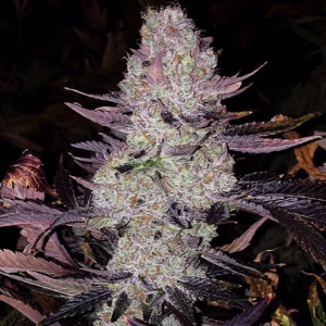 Grape Diamonds R2 feminized cannabis seeds by Ethos Genetics, Grape Diamonds x Pink Grapefruit (both phenos from Memberberry), 5-pack