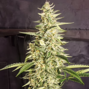 Inzane Auto autoflower cannabis seeds by Ethos Genetics, Inzane Auto x Zweet Auto, 6-pack