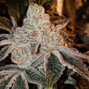 Johnny Dang R1 feminized cannabis seeds by Ethos Genetics, Wrank #5 x Marshmallow, 5-pack