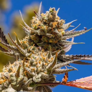 Lemon Berry Candy OG R2 feminized cannabis seeds by Ethos Genetics, Lemon Berry Candy OG #1 x Lemon Berry Candy OG #7, 5-pack