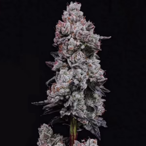 Lemon Cherry Gelato RF3 Auto autoflower cannabis seeds by Ethos Genetics, Lemon Cherry Gelato x Runtz Auto, 6-pack