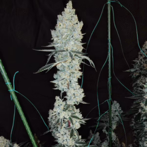 Lemon Cherry Pie R1 feminized cannabis seeds by Ethos Genetics, Candy Store #25 x Cherry Pie, 5-pack