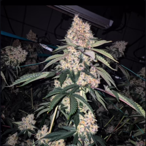Lemon Whhip Haze IBL feminized cannabis seeds by Ethos Genetics, Super Lemon Haze IBL x Super Lemon Haze IBL, 5-pack