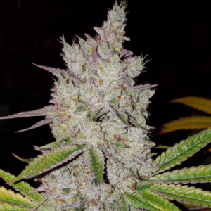 Lilac Diesel RBX2 Auto autoflower cannabis seeds by Ethos Genetics, Lilac Diesel #22 x Pluto Auto, 3-pack