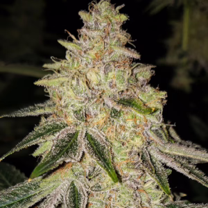 Mac 'n' Jack R1 feminized cannabis seeds by Ethos Genetics, MAC 1 x 1994 Jack Herer, 5-pack