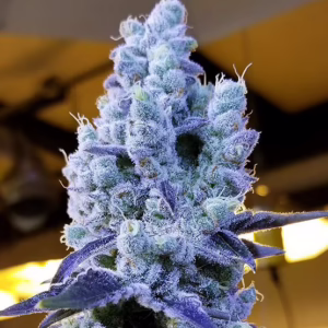 Mandarin Cookies V2 feminized cannabis seeds by Ethos Genetics, Ethos Cookies #12 x Mandarin Sunset R1, 5-pack