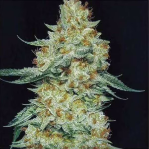 Member Berry RBX1 feminized cannabis seeds by Ethos Genetics, Skunk Berry x Mandarin Sunset, 5-pack