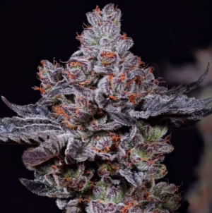 Mookie B R1 feminized cannabis seeds by Ethos Genetics, Gary Payton x EG3, 5-pack