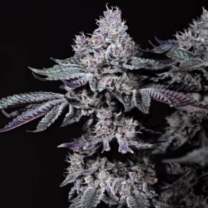 Nuggz R1 feminized cannabis seeds by Ethos Genetics, (Lemon Cherry x Cherry Gelato) x (Gary Payton x Fish Scale), 5-pack