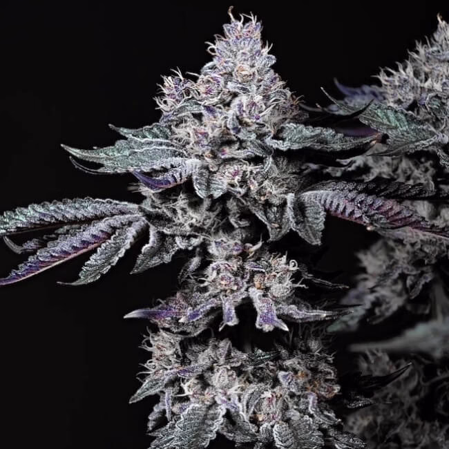 Nuggz R1 feminized cannabis seeds by Ethos Genetics, (Lemon Cherry x Cherry Gelato) x (Gary Payton x Fish Scale), 5-pack