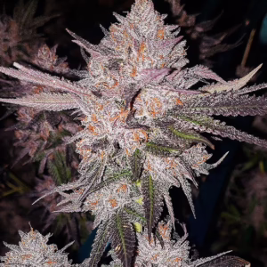 OG Kush Auto autoflower cannabis seeds by Ethos Genetics, '92 OG Kush x Diesel Ryder, 6-pack