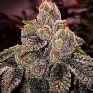 OGDLUX BX3 regular cannabis seeds by Ethos Genetics, OGKB x Triangle Kush x Triangle Kush x Josh D OG, 8-pack