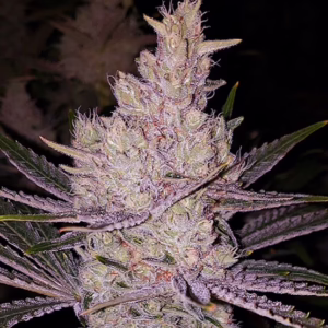 Orange Kush Cake R1 feminized cannabis seeds by Ethos Genetics, (Wedding Cake x Jilly Bean) x Triangle Kush x LIL R2, 5-pack