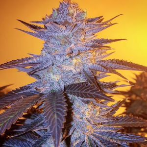 Orange Velvet Underground RBX feminized cannabis seeds by Ethos Genetics, (Sour Tangie x Mandarin Sunset) x Orange Velvet (clone only), 5-pack