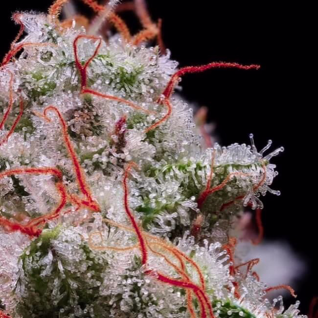 Peach Crescendo RF3 Auto autoflower cannabis seeds by Ethos Genetics, Peach Crescendo x Piña Auto, 6-pack