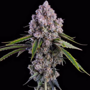 Pepe Silvia R1 feminized cannabis seeds by Ethos Genetics, Zweet OG #8 x Grandpa's Cookies #6, 5-pack