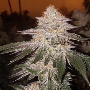 Pina RBX2 Auto autoflower cannabis seeds by Ethos Genetics, Pluto Auto x Peach OG, 6-pack