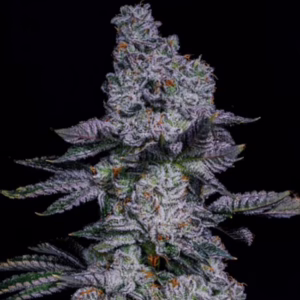 Pineapple Runtz Auto autoflower cannabis seeds by Ethos Genetics, (Pink Runtz cut x Piña) x Piña Auto x (Pink Runtz cut x Piña Auto), 6-pack