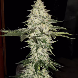 Planet of the Grapes Auto autoflower cannabis seeds by Ethos Genetics, Planet of the Grapes x Grape Auto, 6-pack