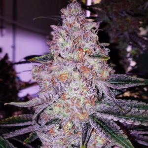 Planet of the Grapes RBX feminized cannabis seeds by Ethos Genetics, Grape Diamonds (Memberberry RBx pheno) x (Chem D x I95), 5-pack