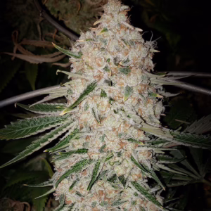 Pluto Cut RF3 Auto autoflower cannabis seeds by Ethos Genetics, Pluto Cut of Quattro Kush x OG Kush Auto, 6-pack