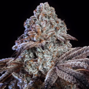 Psy-Op R1 feminized cannabis seeds by Ethos Genetics, Crescendo x Bubba Kush R1, 5-pack