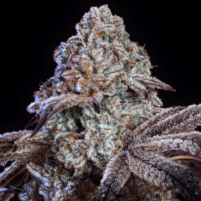 Psy-Op R1 feminized cannabis seeds by Ethos Genetics, Crescendo x Bubba Kush R1, 5-pack