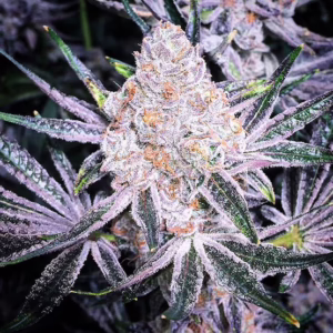 Purple Sunset RBX2 feminized cannabis seeds by Ethos Genetics, (Purple Punch x Mandarin Sunset) x (Purple Punch x Mandarin Cookies) x Mandarin Sunset, 5-pack