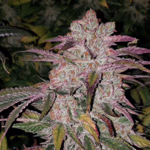 Purple Thai RBX1 Auto autoflower cannabis seeds by Ethos Genetics, Purple Thai x Pluto Auto, 6-pack