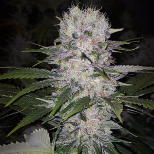 Skunk Hero RBX1 feminized cannabis seeds by Ethos Genetics, 1994 Super Skunk x Mandarin Sunset, 5-pack